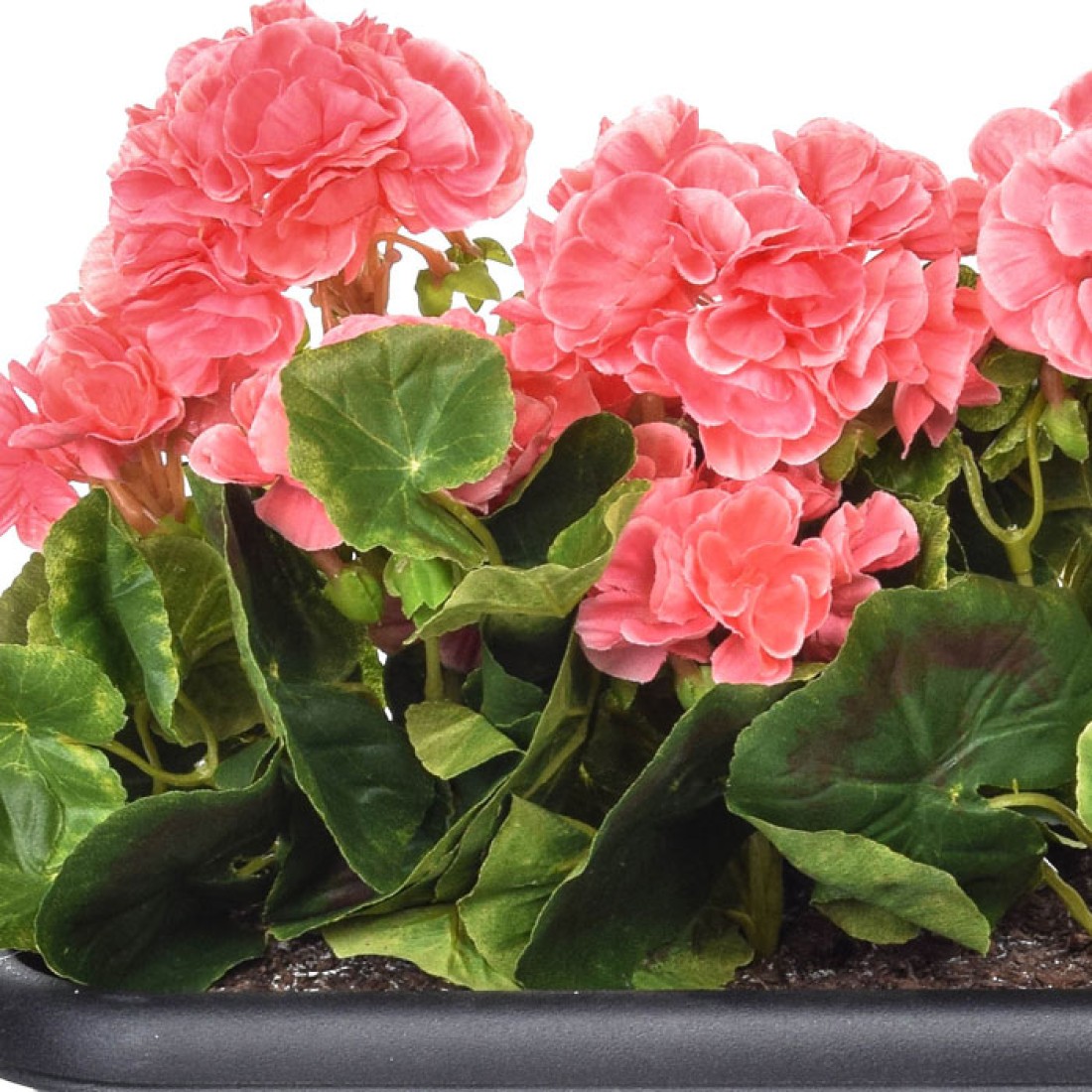 Pink Geraniums in Black Trough Artificial Plants